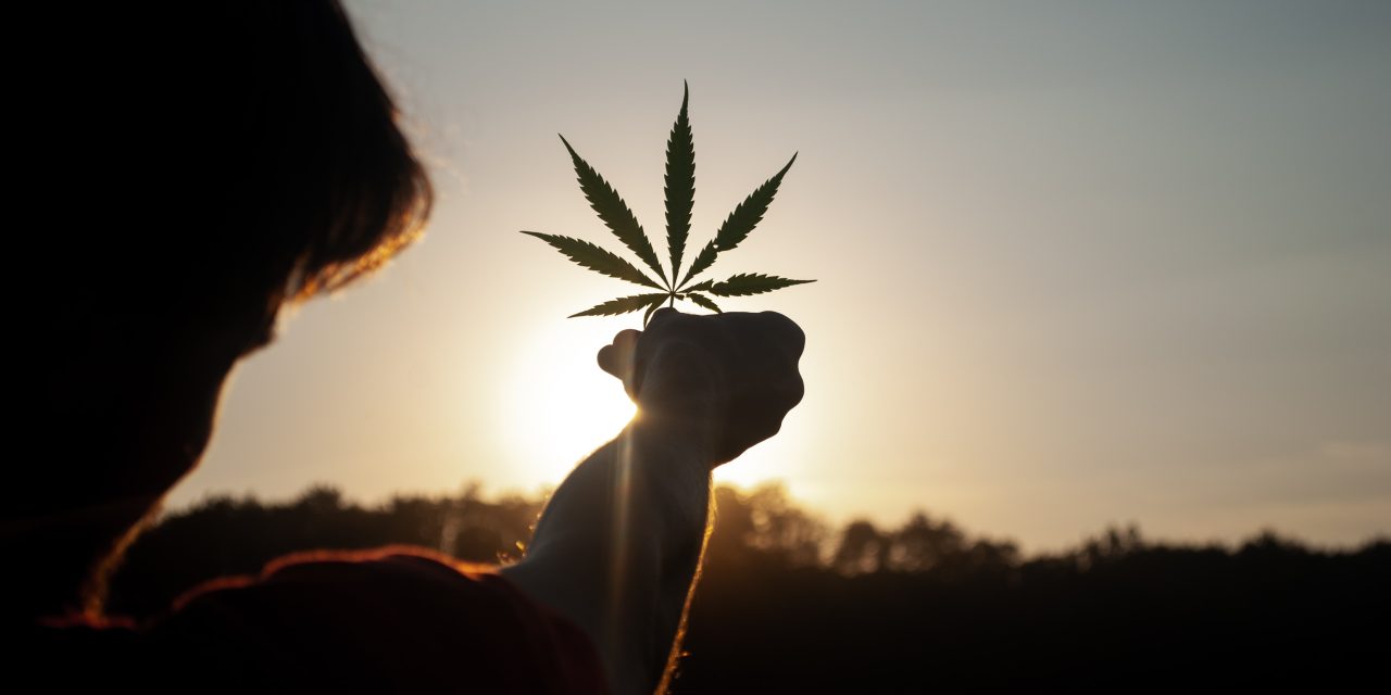 Cannabis: Turning Over a New Leaf